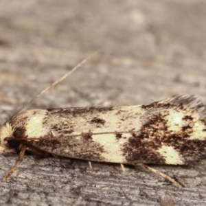 Barea (genus) at Melba, ACT - 4 Mar 2021