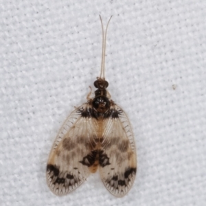 Carobius pulchellus at Melba, ACT - 4 Mar 2021 10:49 PM