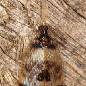 Carobius pulchellus at Melba, ACT - 4 Mar 2021