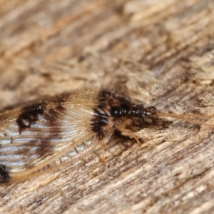 Carobius pulchellus at Melba, ACT - 4 Mar 2021