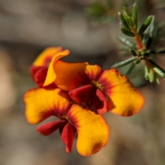 Dillwynia phylicoides (A Parrot-pea) at Currawang, NSW - 8 Mar 2021 by camcols