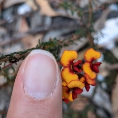 Dillwynia phylicoides at Currawang, NSW - 8 Mar 2021