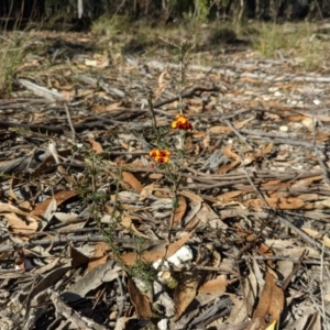 Dillwynia phylicoides at Currawang, NSW - 8 Mar 2021