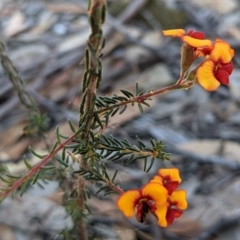 Dillwynia phylicoides at Currawang, NSW - 8 Mar 2021