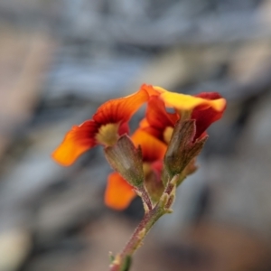 Dillwynia phylicoides at Currawang, NSW - 8 Mar 2021