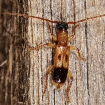 Atesta stigmosa (Longhorn or Longicorn beetle) at Melba, ACT - 4 Mar 2021 by kasiaaus