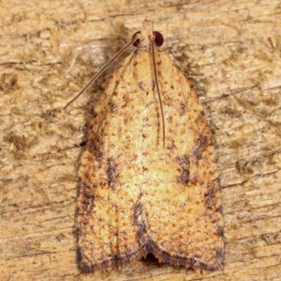 Anisogona similana (A tortrix moth) at Melba, ACT - 4 Mar 2021 by kasiaaus