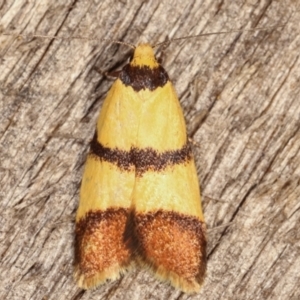 Heteroteucha translatella at Melba, ACT - 4 Mar 2021