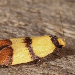 Heteroteucha translatella at Melba, ACT - 4 Mar 2021 10:57 PM