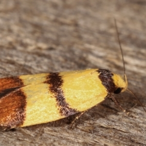 Heteroteucha translatella at Melba, ACT - 4 Mar 2021