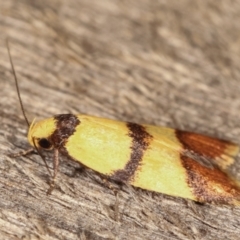 Heteroteucha translatella at Melba, ACT - 4 Mar 2021