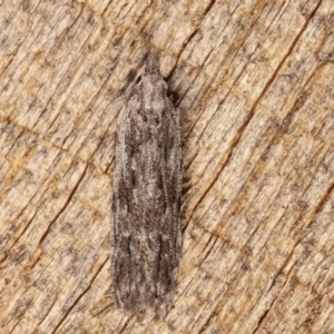 Hypatima (genus) at Melba, ACT - 4 Mar 2021 10:58 PM