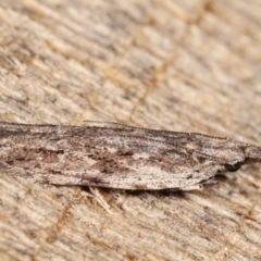 Hypatima (genus) at Melba, ACT - 4 Mar 2021 10:58 PM