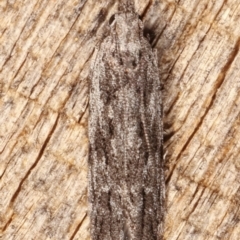 Hypatima (genus) at Melba, ACT - 4 Mar 2021 10:58 PM