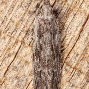 Hypatima (genus) at Melba, ACT - 4 Mar 2021