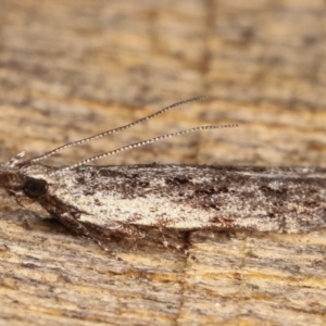 Hypatima (genus) at Melba, ACT - 4 Mar 2021 10:58 PM