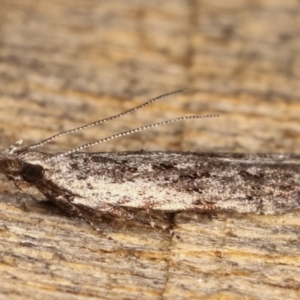 Hypatima (genus) at Melba, ACT - 4 Mar 2021
