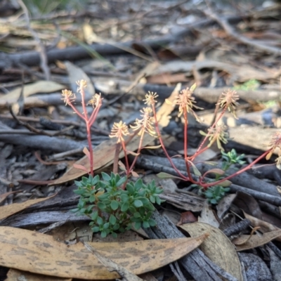Poranthera microphylla (Small Poranthera) at Currawang, NSW - 8 Mar 2021 by camcols