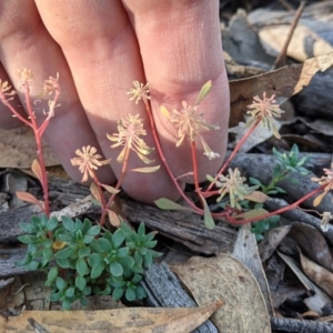 Poranthera microphylla at Currawang, NSW - 8 Mar 2021