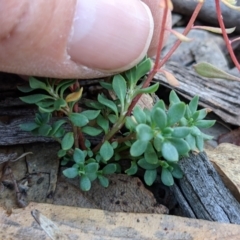 Poranthera microphylla at Currawang, NSW - 8 Mar 2021