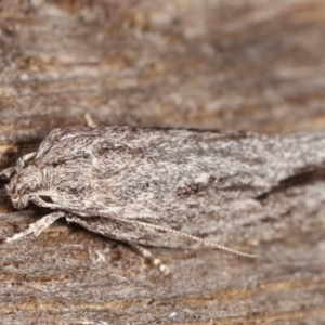 Agriophara platyscia at Melba, ACT - 4 Mar 2021