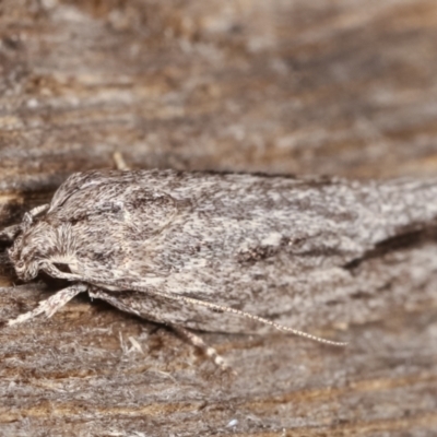 Agriophara platyscia (A Flat-bodied moth (Depressidae) at Melba, ACT - 4 Mar 2021 by kasiaaus