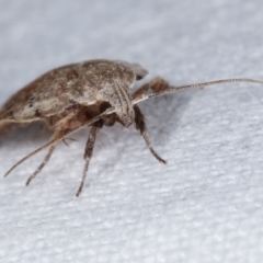 Tortricopsis pyroptis at Melba, ACT - 4 Mar 2021