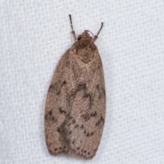 Heliocausta undescribed species (A concealer moth) at Melba, ACT - 4 Mar 2021 by kasiaaus