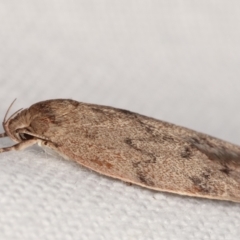 Heliocausta undescribed species at Melba, ACT - 4 Mar 2021