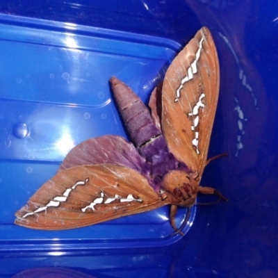 Abantiades hyalinatus (Mustard Ghost Moth) at Yass River, NSW - 8 Mar 2021 by SenexRugosus