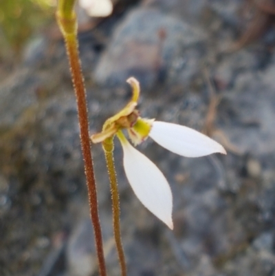 Eriochilus cucullatus (Parson's Bands) at Bruce, ACT - 9 Mar 2021 by trevorpreston