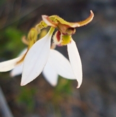 Eriochilus cucullatus at Bruce, ACT - 9 Mar 2021