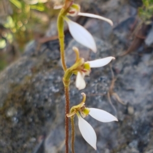 Eriochilus cucullatus at Bruce, ACT - 9 Mar 2021