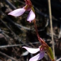 Eriochilus cucullatus (Parson's Bands) at Bruce, ACT - 9 Mar 2021 by trevorpreston