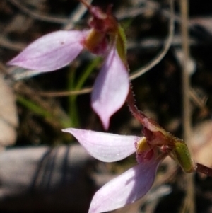 Eriochilus cucullatus at Bruce, ACT - 9 Mar 2021