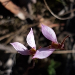 Eriochilus cucullatus at Bruce, ACT - 9 Mar 2021