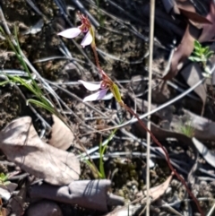 Eriochilus cucullatus at Bruce, ACT - 9 Mar 2021