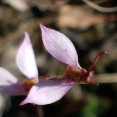 Eriochilus cucullatus at Bruce, ACT - 9 Mar 2021