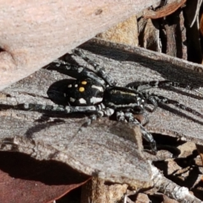 Nyssus albopunctatus (White-spotted swift spider) at Black Mountain - 8 Mar 2021 by trevorpreston
