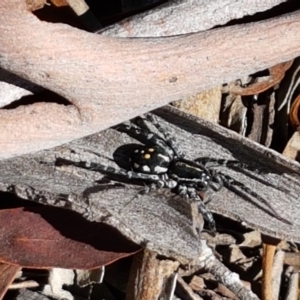 Nyssus coloripes at Black Mountain - 9 Mar 2021