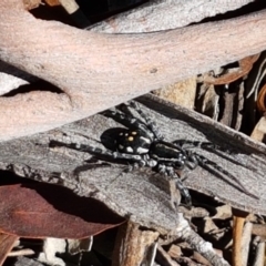 Nyssus albopunctatus at Bruce, ACT - 9 Mar 2021