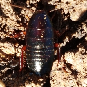 Platyzosteria similis at Bruce, ACT - 9 Mar 2021