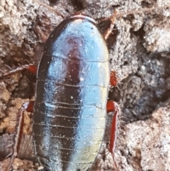 Platyzosteria similis at Bruce, ACT - 9 Mar 2021