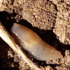 Deroceras laeve (Marsh Slug) at Bruce, ACT - 9 Mar 2021 by trevorpreston