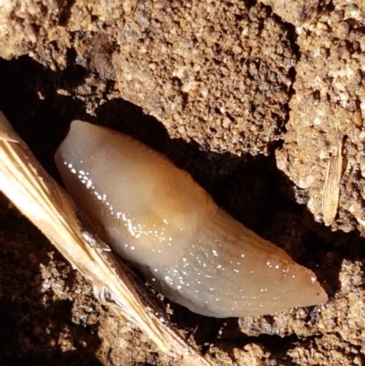 Deroceras laeve (Marsh Slug) at Bruce, ACT - 9 Mar 2021 by trevorpreston