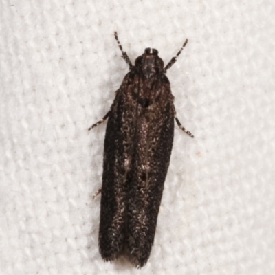 Ardozyga loxodesma (A Gelechioid moth) at Melba, ACT - 4 Mar 2021 by kasiaaus