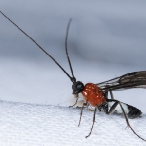 Braconidae (family) at Melba, ACT - 4 Mar 2021 11:13 PM