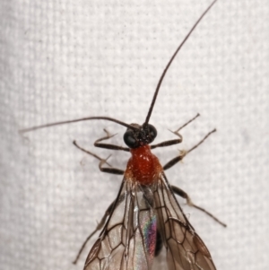 Braconidae (family) at Melba, ACT - 4 Mar 2021 11:13 PM