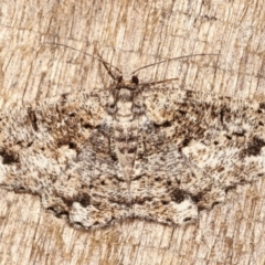 Unplaced externaria (Mahogany Bark Moth (formerly Hypomecis externaria)) at Melba, ACT - 4 Mar 2021 by kasiaaus