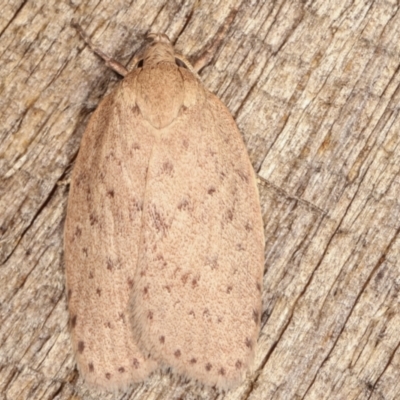 Garrha carnea (A concealer moth) at Melba, ACT - 4 Mar 2021 by kasiaaus